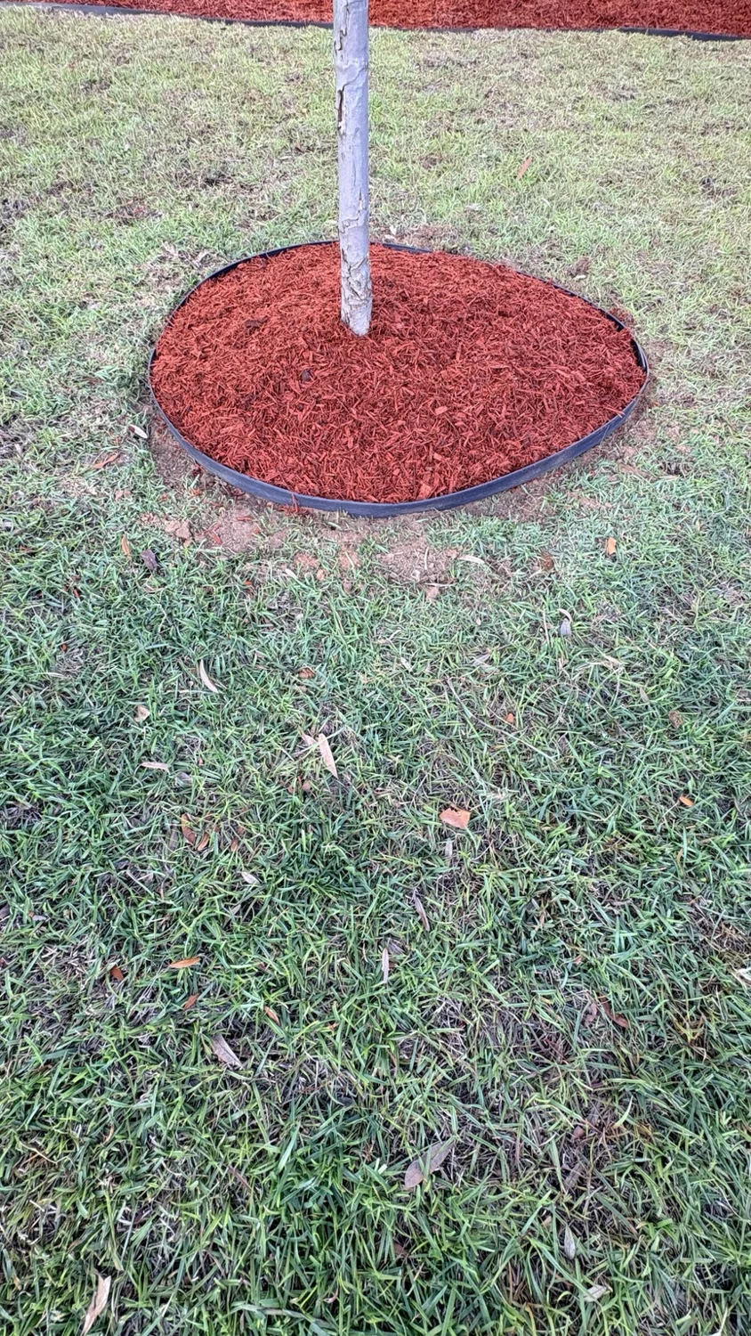 After mulch installation: a defined mulch ring by Fixed by Hicks