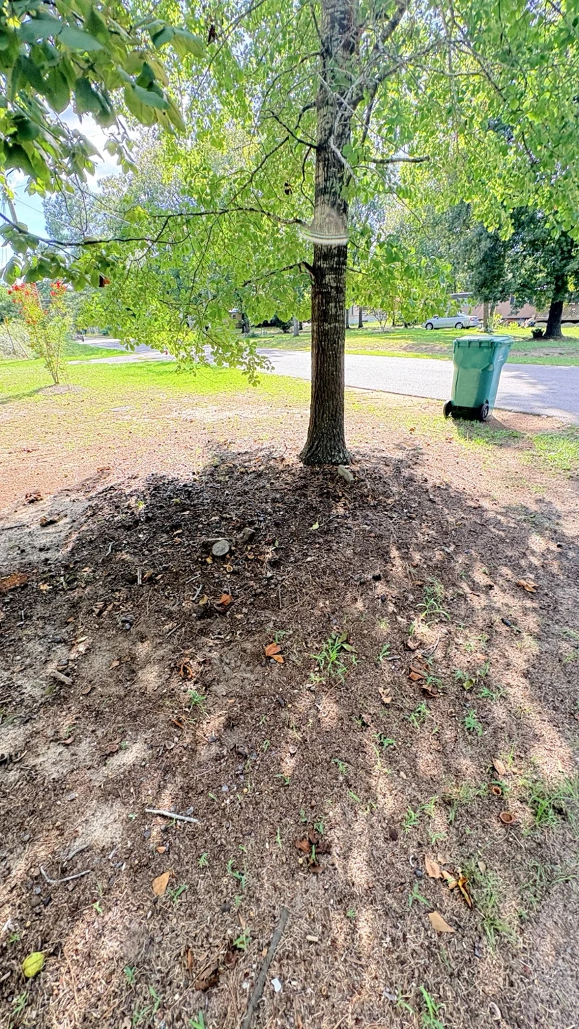 Before care around the trees: customer property before Fixed by Hicks lawn care