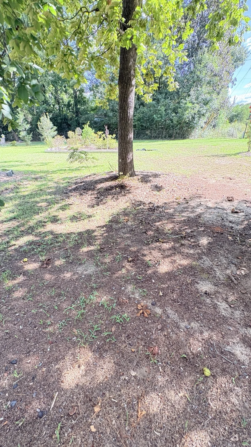 Before tree area · lawn view: customer property before Fixed by Hicks lawn care