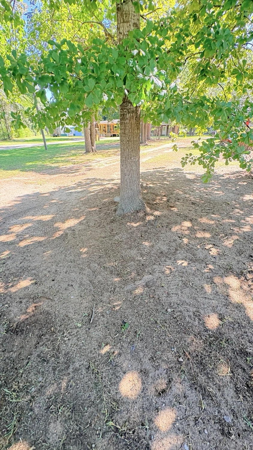 After tree area · lawn view: finished work by Fixed by Hicks